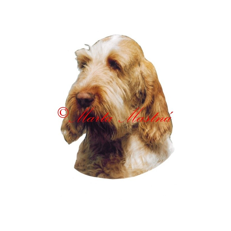 Samolepka italský spinone archiv