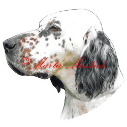 Samolepka anglický setr archiv