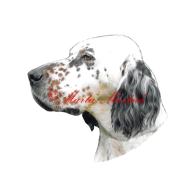 Samolepka anglický setr archiv