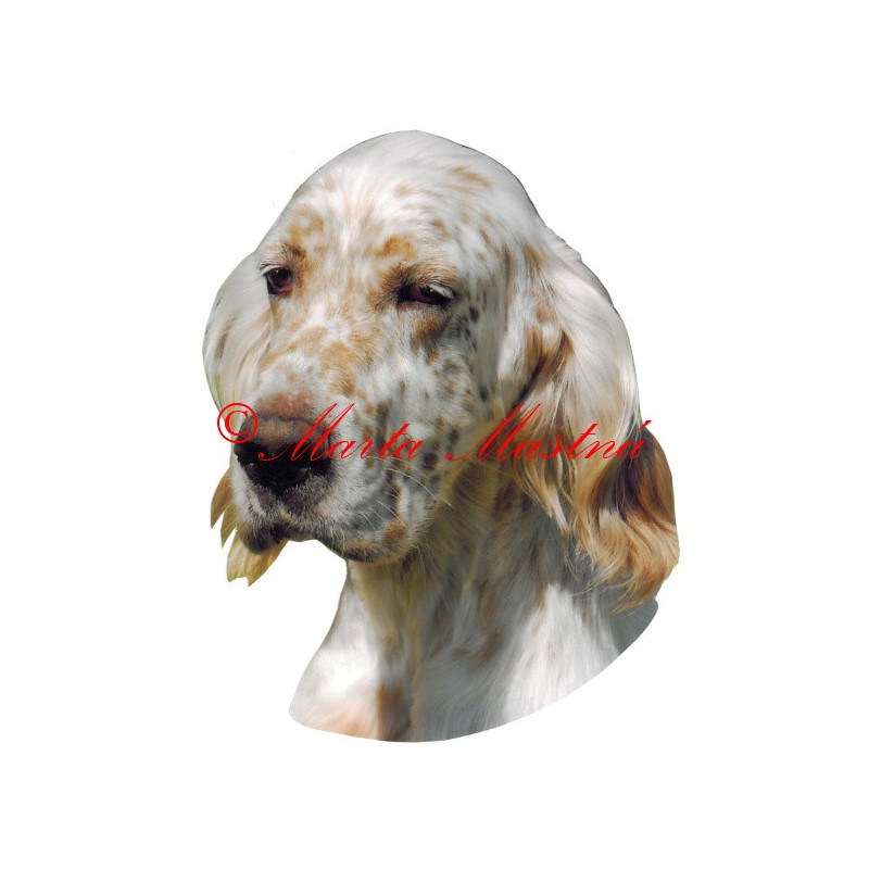 Samolepka anglický setr archiv