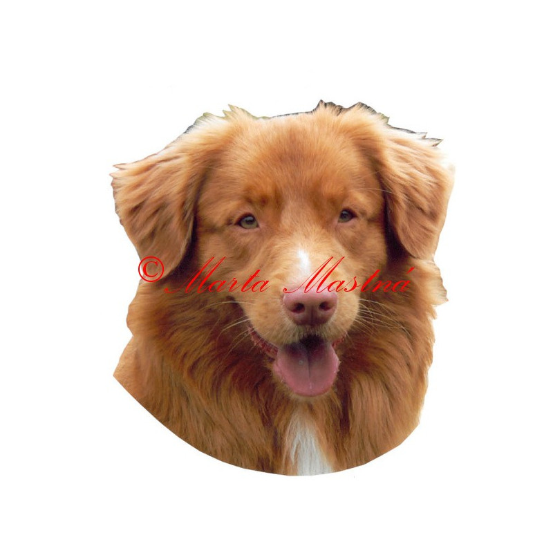 Samolepka kanadský retrívr, nova scotia, toller archiv