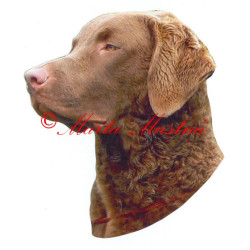 Samolepka chesepeak retrívr archiv