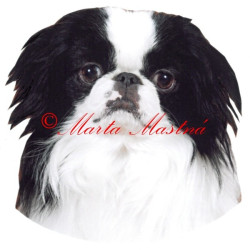 Samolepka japončík, japan chin archiv