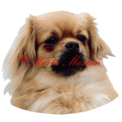 Samolepka tibetský španěl archiv