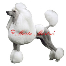 Samolepka pudl archiv