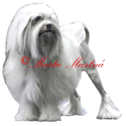 Samolepka lvíček archiv