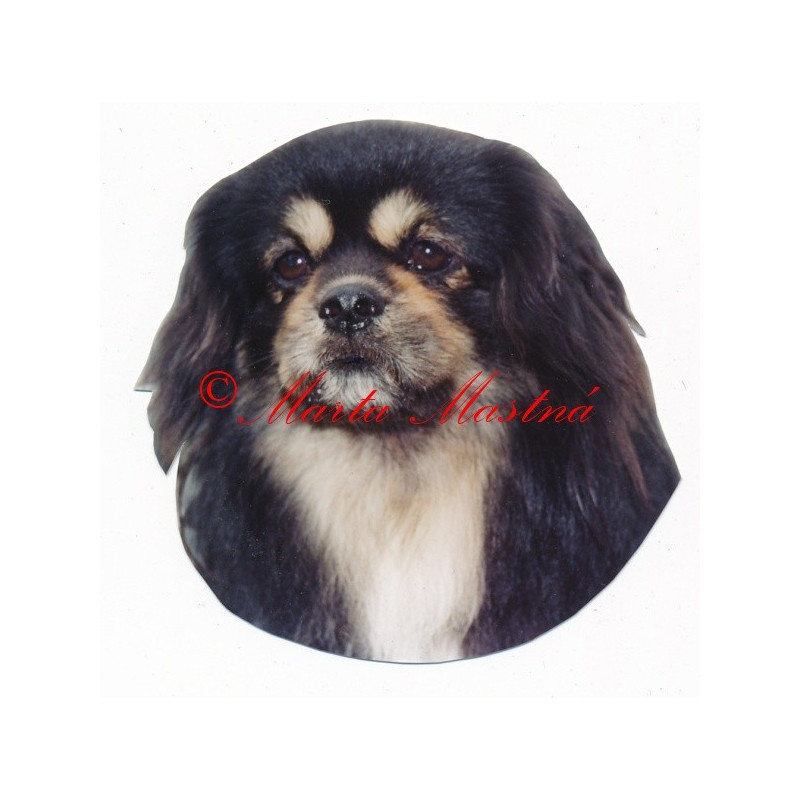 Samolepka tibetský španěl archiv