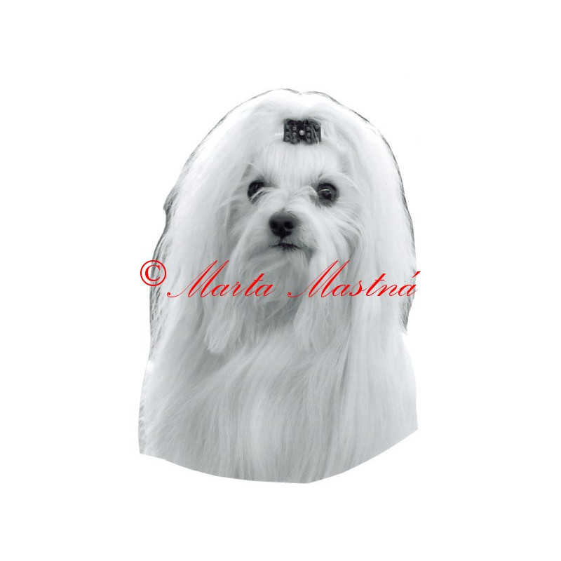 Samolepka maltézský psík archiv