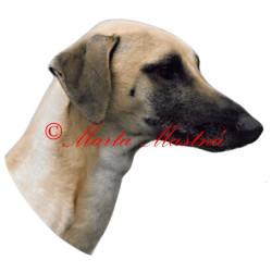 Samolepka arabský chrt sluga, sloughi, archiv