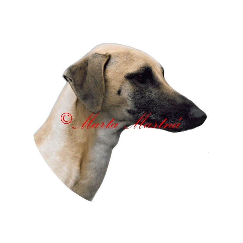 Samolepka arabský chrt sluga, sloughi, archiv