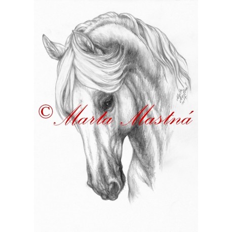 Obraz kladrubský kůň, koně, tužka - tisk