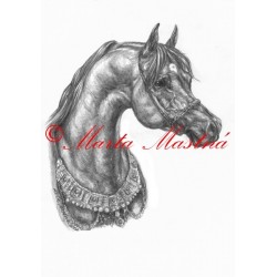 Obraz arabský plnokrevník, kůň, koně, tužka - tisk