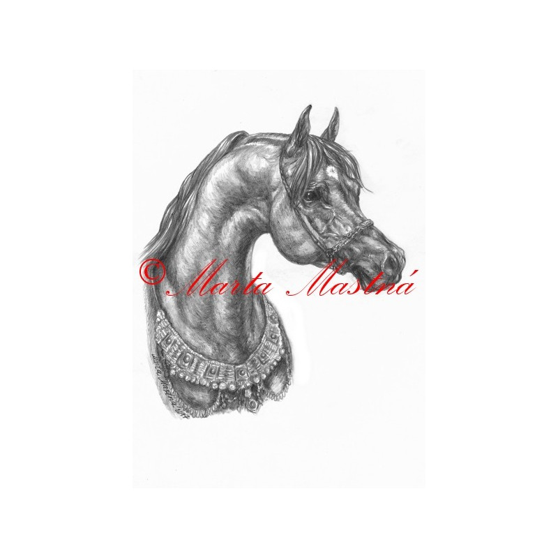 Obraz arabský plnokrevník, kůň, koně, tužka - tisk