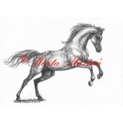 Obraz arabský plnokrevník, kůň, koně, tužka - tisk