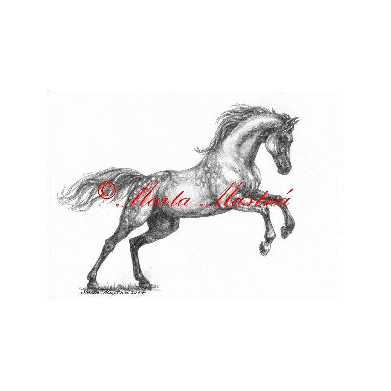 Obraz arabský plnokrevník, kůň, koně, tužka - tisk