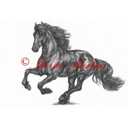 Obraz fríský kůň, koně, tužka - tisk