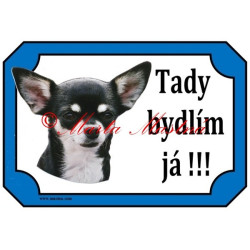 Tabulka čivava, chihuahua krátkosrstá