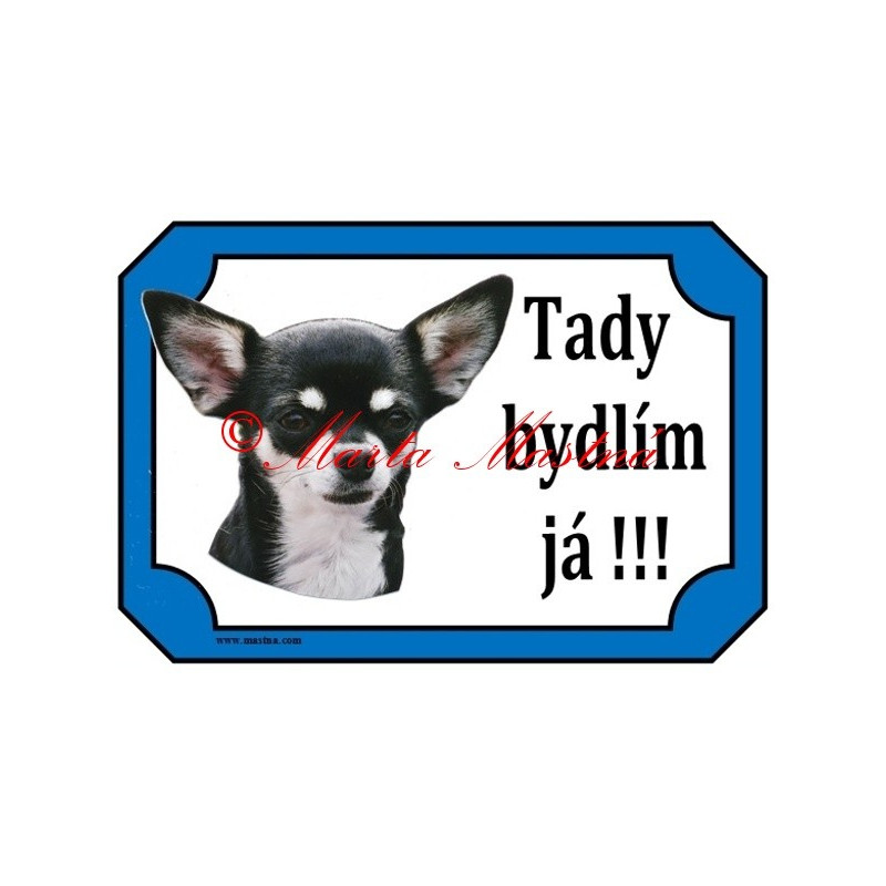 Tabulka čivava, chihuahua krátkosrstá