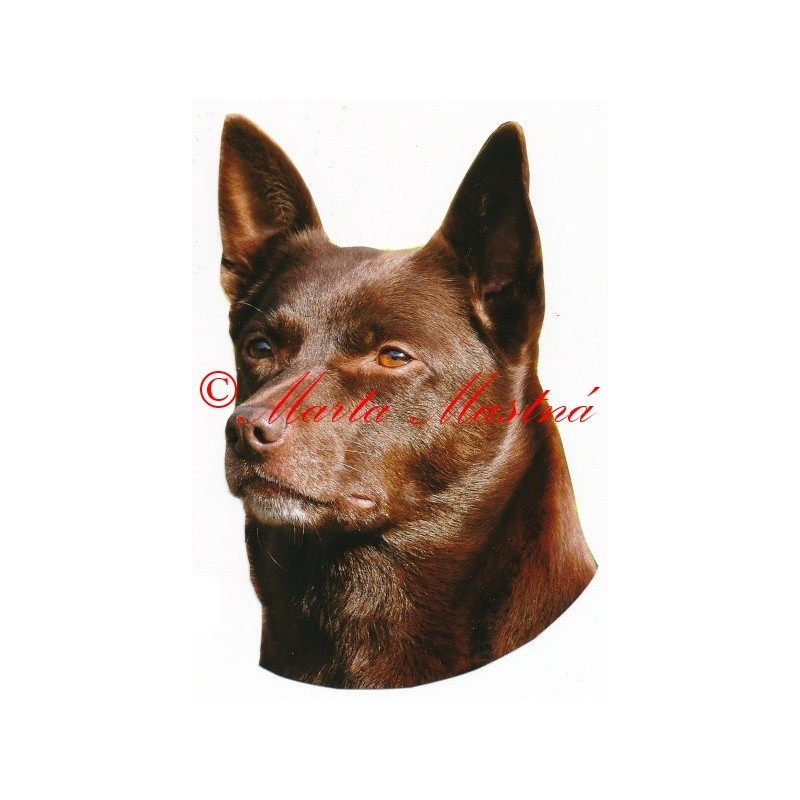Samolepka australská kelpie