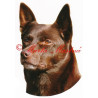 Samolepka australská kelpie