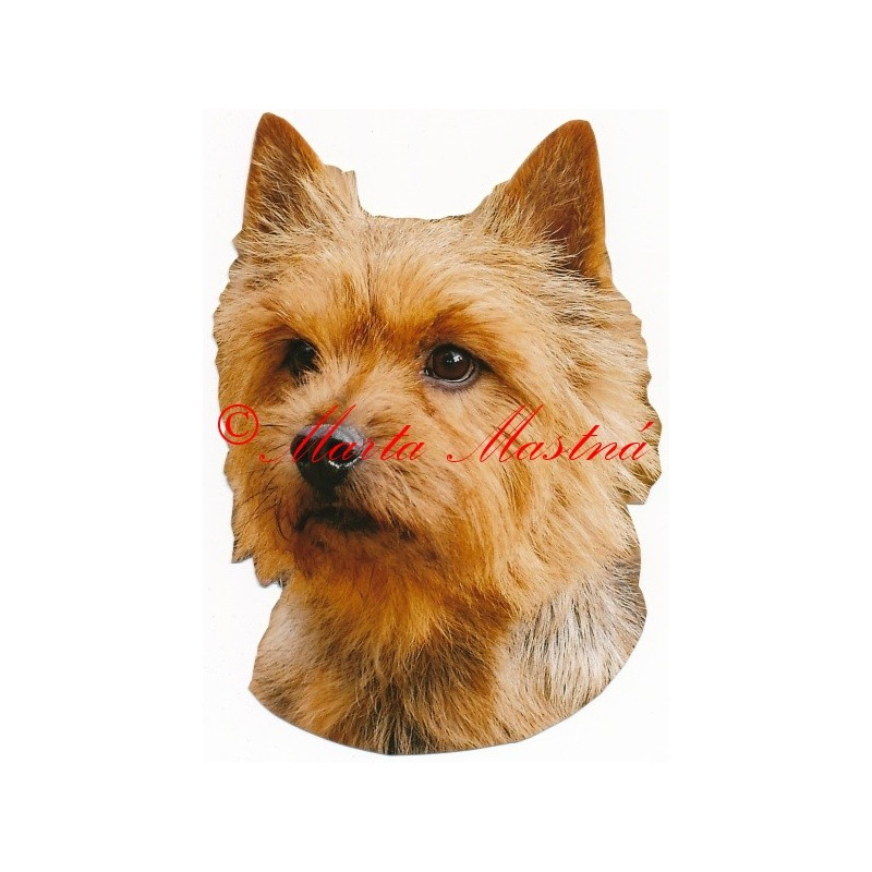 Samolepka norvič teriér, norwich