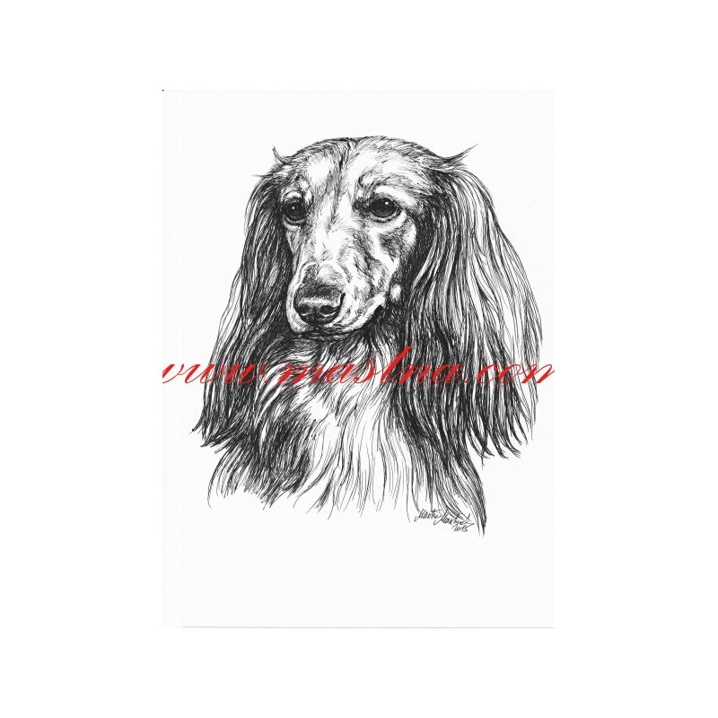 Portrét jezevčík, perokresba