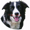 Samolepka border kolie