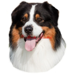 Samolepka australský ovčák