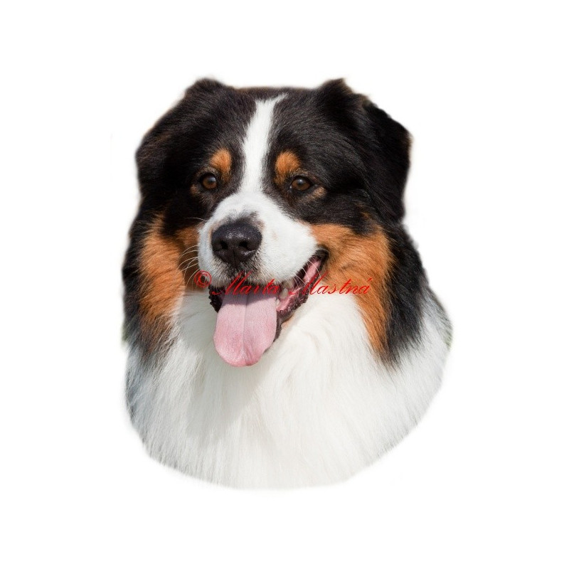 Samolepka australský ovčák