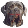 Samolepka cane corso