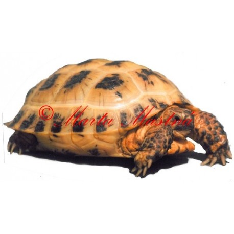 Samolepka želva