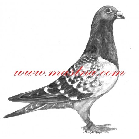 Obraz holub poštovní, akvarel - tisk