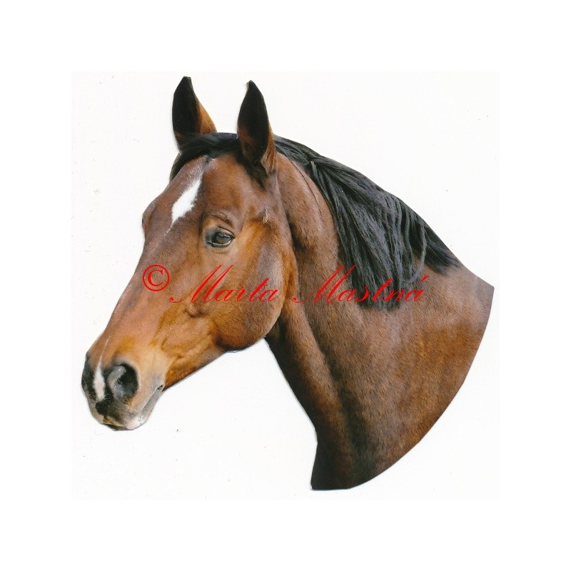 Samolepka hnědák, kůň, koně