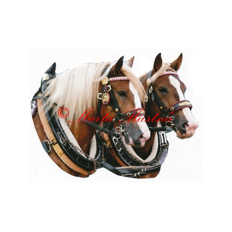 Samolepka českomoravský belgik, chladnokrevník, kůň, koně