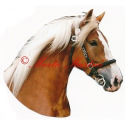 Samolepka českomoravský belgik, chladnokrevník, kůň, koně
