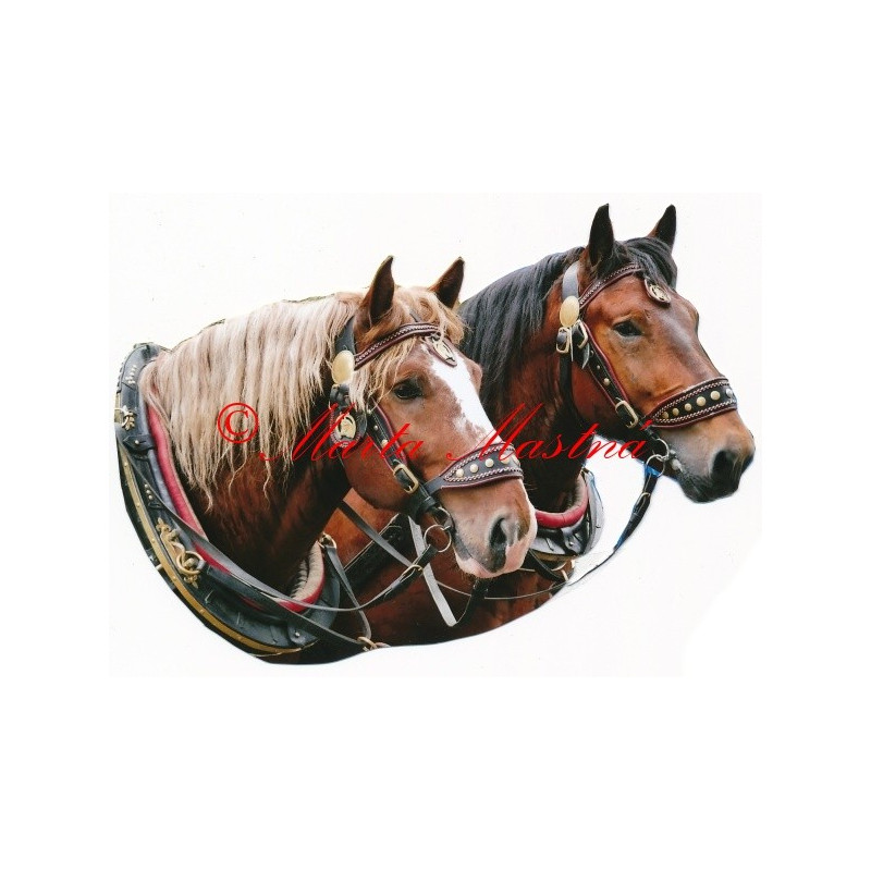 Samolepka norik, chladnokrevník, kůň, koně