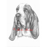 Obraz baset anglický, tužka - tisk