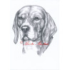 Obraz bígl, beagle, tužka - tisk