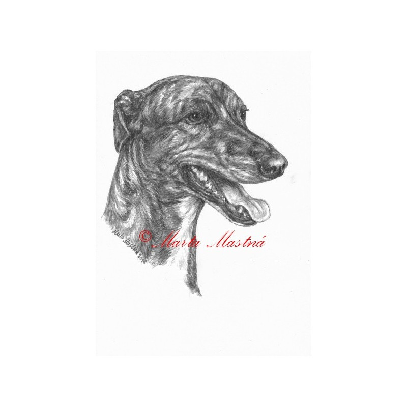 Obraz anglický chrt greyhound, tužka - tisk