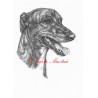 Obraz anglický chrt greyhound, tužka - tisk