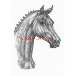 Obraz teplokrevník, drezura, kůň, koně, tužka - tisk