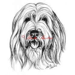 Samolepka bearded kolie