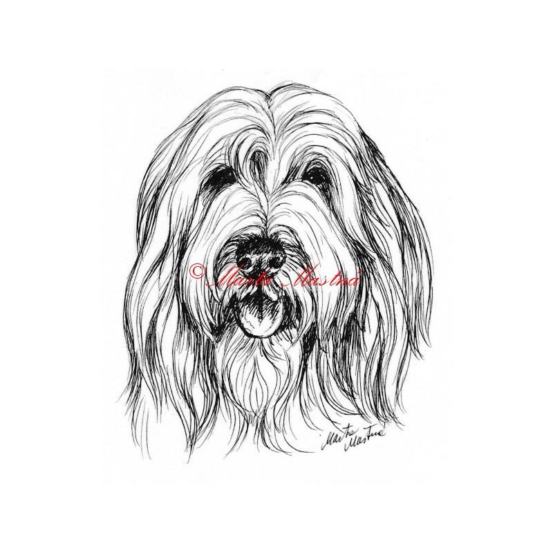 Samolepka bearded kolie