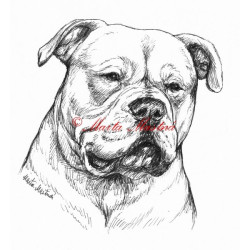 Samolepka americký buldok