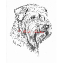 Samolepka pšeničný teriér, soft coated wheaten