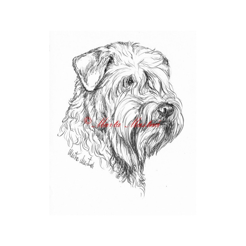 Samolepka pšeničný teriér, soft coated wheaten