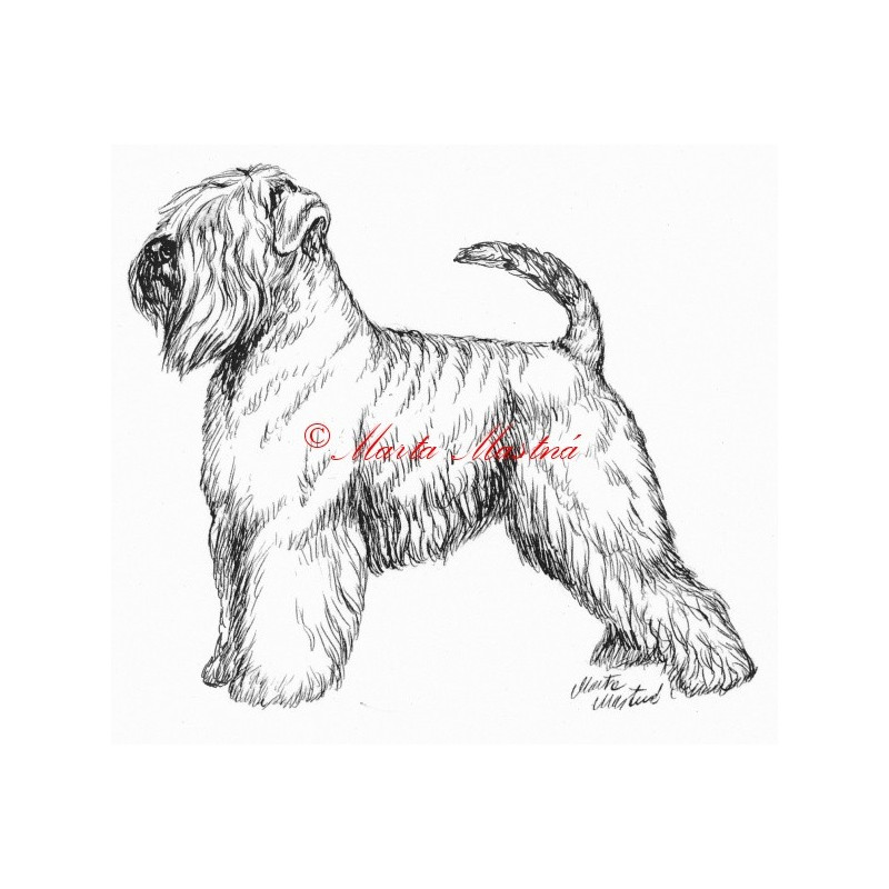 Samolepka pšeničný teriér, soft coated wheaten