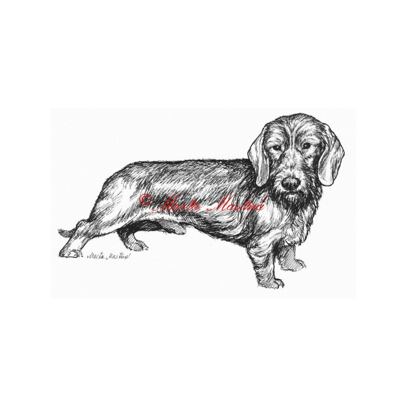 Samolepka jezevčík drsnosrstý