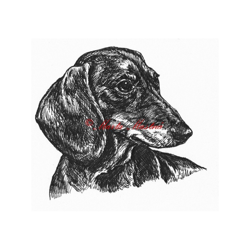 Samolepka jezevčík hladkosrstý