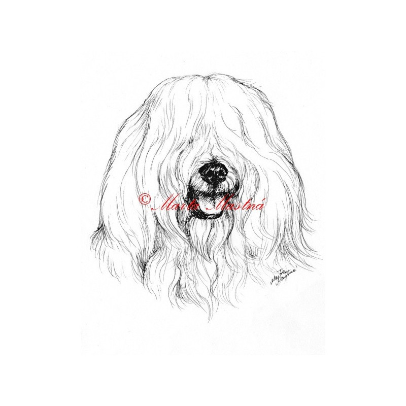 Samolepka coton de Tulear